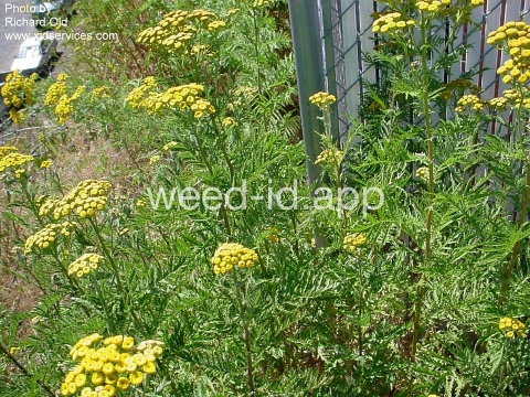 tansy, common